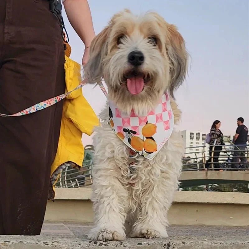Mascotas: Bandanas y collares - TINTAmar